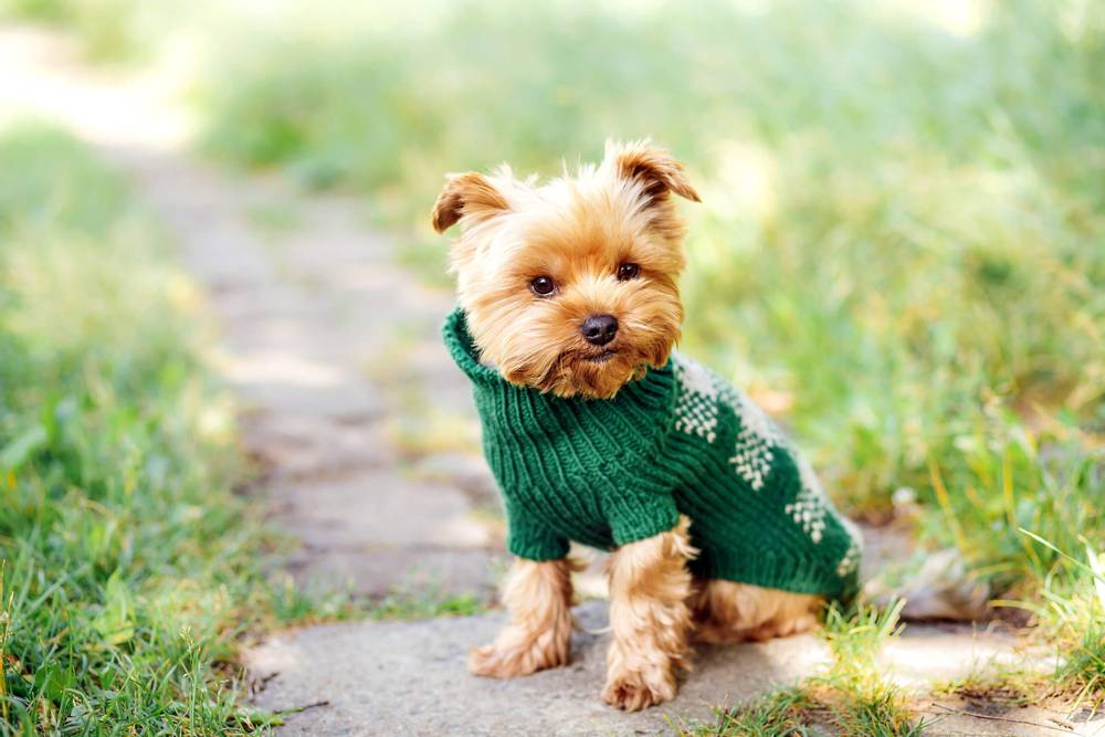 PET WEARS