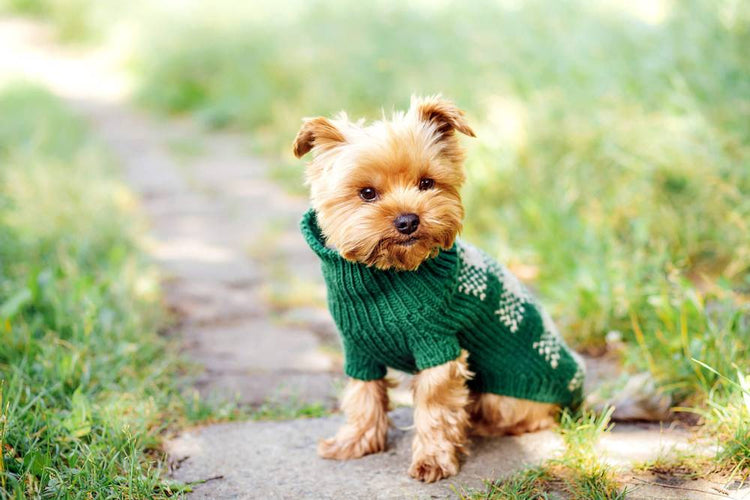 PET WEARS