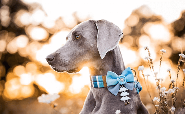 LUXURY PET ACCESSORIES
