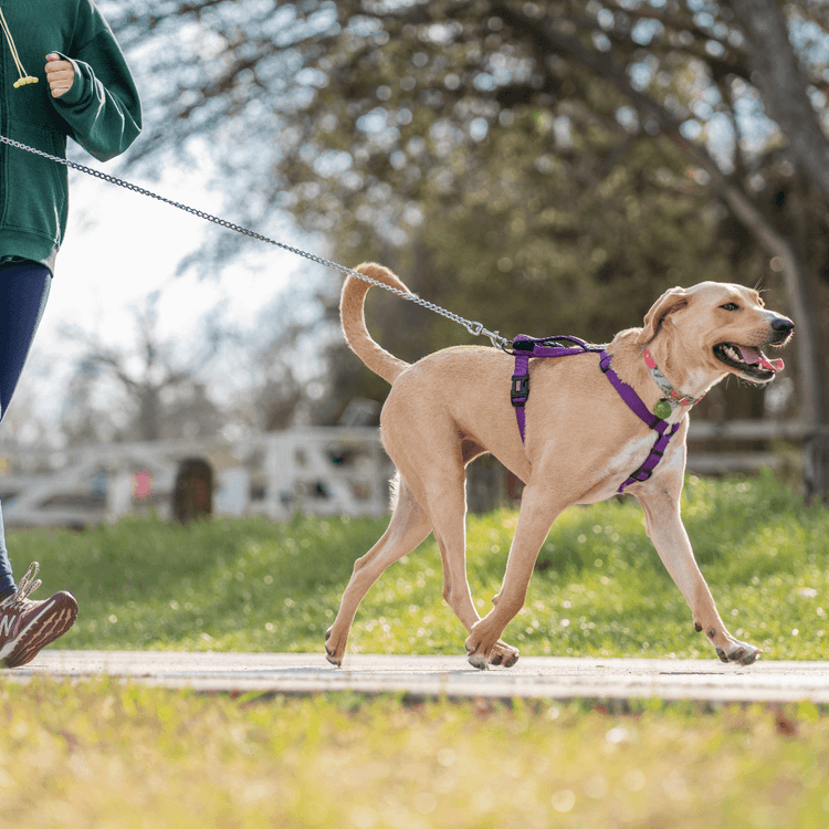 PET LEASHES AND COLLARS