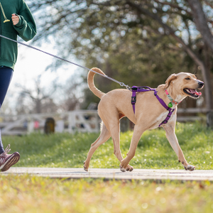 PET LEASHES AND COLLARS - VITOCLEI STORE PETS