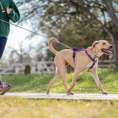 PET LEASHES AND COLLARS - VITOCLEI STORE PETS