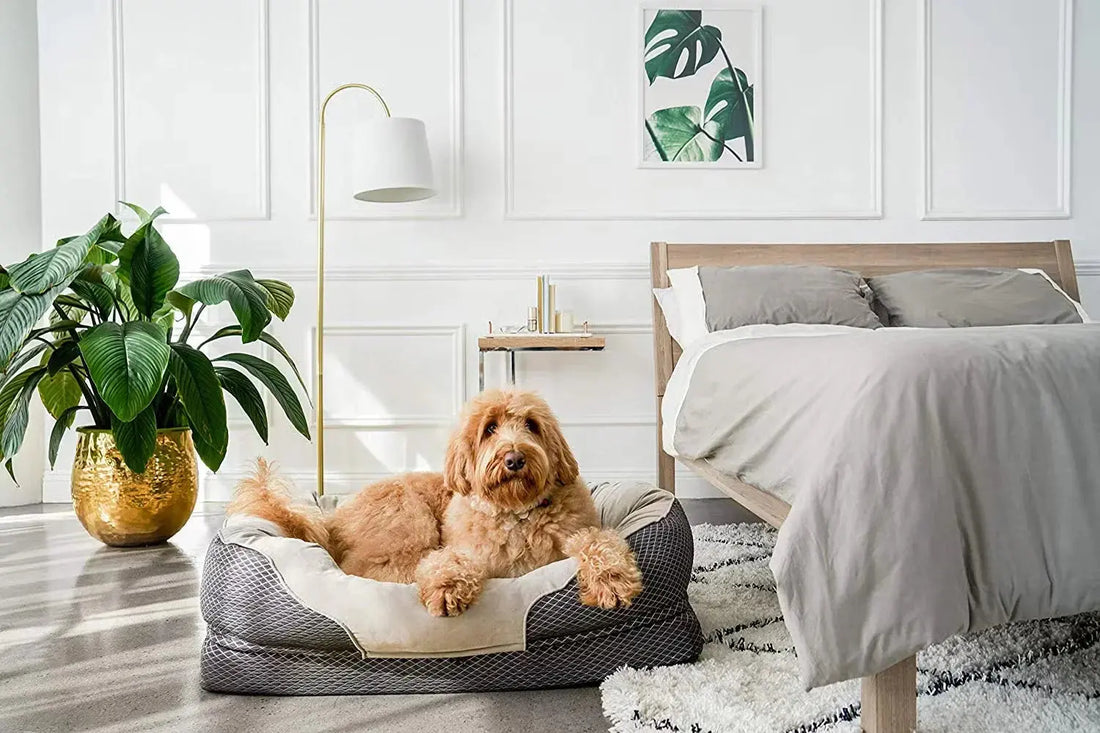 PET BED AND FURNITURE