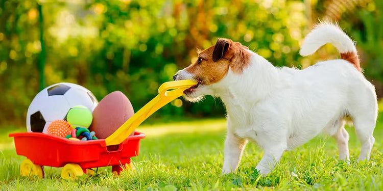 PET TOYS