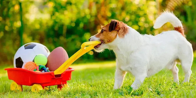 PET TOYS