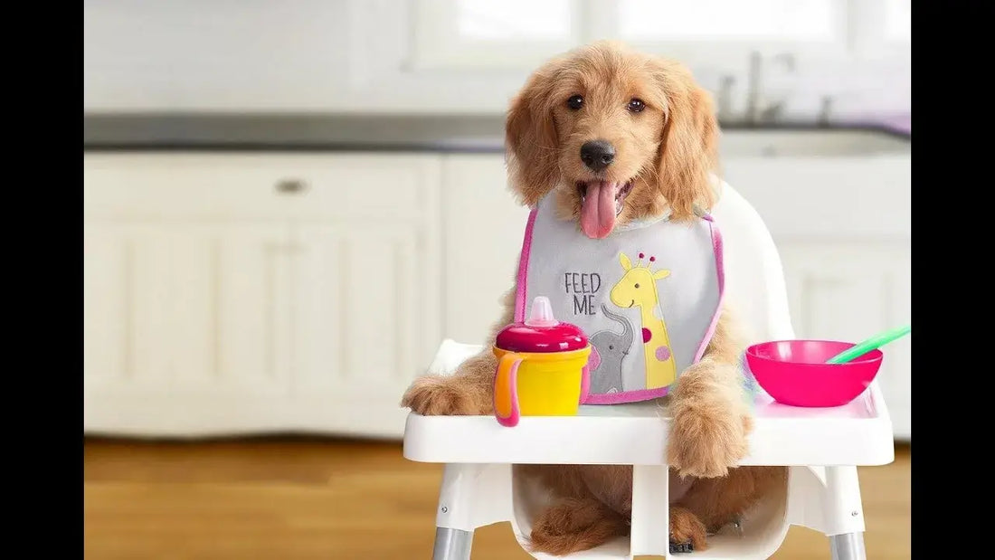PET ACCESSORIES