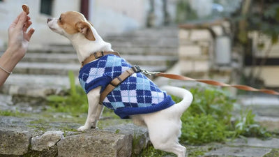 PET WEARS - VITOCLEI STORE PETS