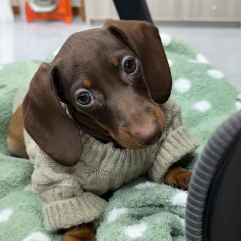 Winter Wear Warm Pet Autumnwinter Clothes