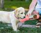 Pet Water Bottle Feeder Bowl Garbage Bag Storage Portable Pet Outdoor Travel 3 In 1 Dog Water Bottle