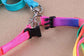 Leashes colorful leashes