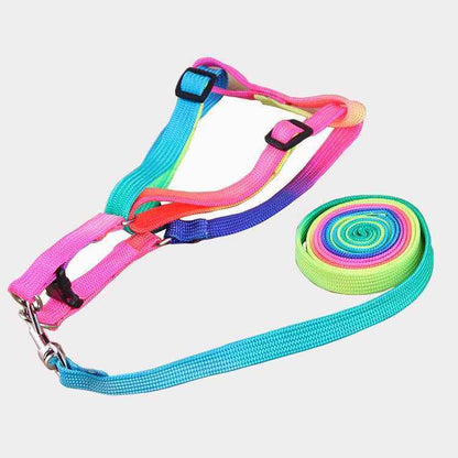 Leashes colorful leashes