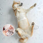 Transparent Waterproof Dog Raincoat