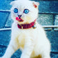 Heart Charm Velvet Cat Collar
