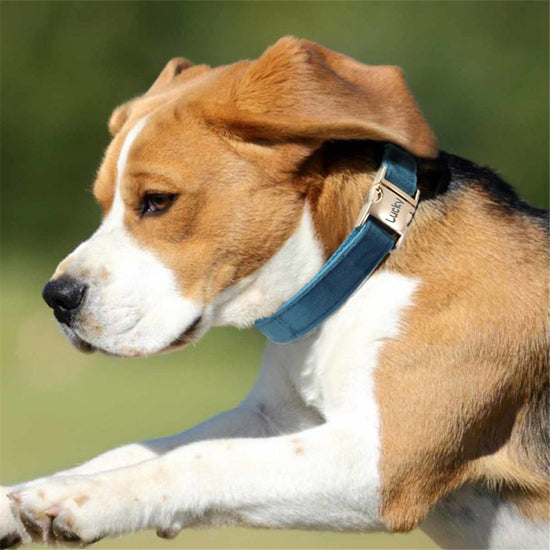 Dog Collar With Engraved Lettering