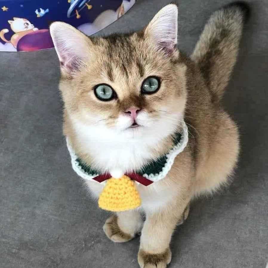 Cat wearing wool pet collar with yellow bell, handmade Christmas accessory for pets. Stylish and cozy holiday collar for cats or small dogs.
